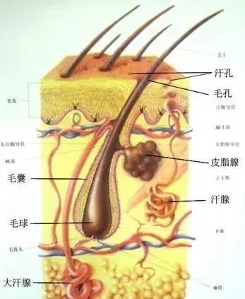 808半導體激光冰點(diǎn)無(wú)痛脫毛儀.jpg